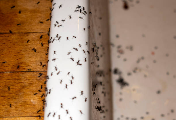 Best Mosquito Control Services  in Pleasant Valley, MO